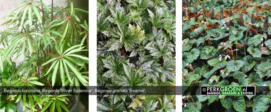 Begonia luxurians Begonia Silver Splendor Begonia grandis Evansii